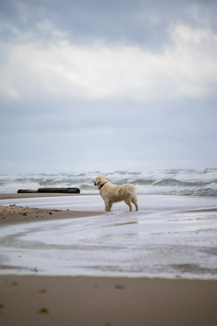 Free stock photo of adventure, animal, baltic